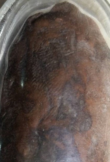 พระนาคปรก  กรุเมืองไพร