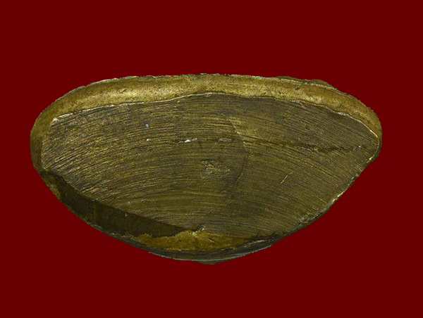 หล่อหลวงพ่อเงิน ปี15 วัดบึงนาราง "เนื้อทองเหลืองผิวสวยซอกน้ำทองงามๆเดิมๆกริ่งดัง พิธีร่วมวัดบางคลาน