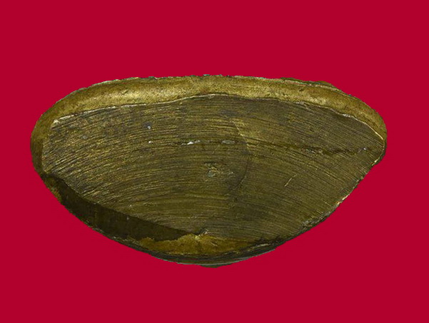 หล่อหลวงพ่อเงิน ปี15 วัดบึงนาราง "เนื้อทองเหลืองผิวสวยซอกน้ำทองงามๆเดิมๆกริ่งดัง พิธีร่วมวัดบางคลาน