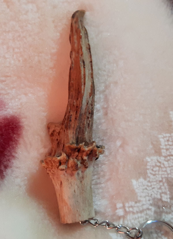 เขาเก้งเเท้1,000,000%หายากเเถมสวยมากๆยาว4นิ้วดูรอยตัดก้อจบครับรับประกันจนกว่าของจะหายครับ