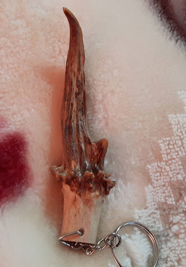 เขาเก้งเเท้1,000,000%หายากเเถมสวยมากๆยาว4นิ้วดูรอยตัดก้อจบครับรับประกันจนกว่าของจะหายครับ