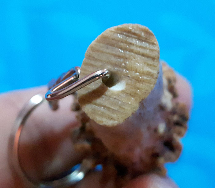 เขาเก้งเเท้1,000,000%หายากเเถมสวยมากๆยาว4นิ้วดูรอยตัดก้อจบครับรับประกันจนกว่าของจะหายครับ