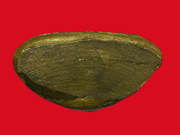 หล่อหลวงพ่อเงิน ปี15 วัดบึงนาราง "เนื้อทองเหลืองผิวสวยซอกน้ำทองงามๆเดิมๆกริ่งดัง พิธีร่วมวัดบางคลาน