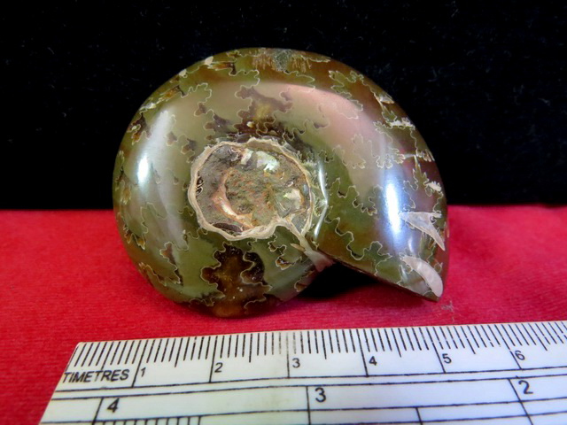 ฟอสซิลหอย แอมโมไนต์  Ammonite Fossil 