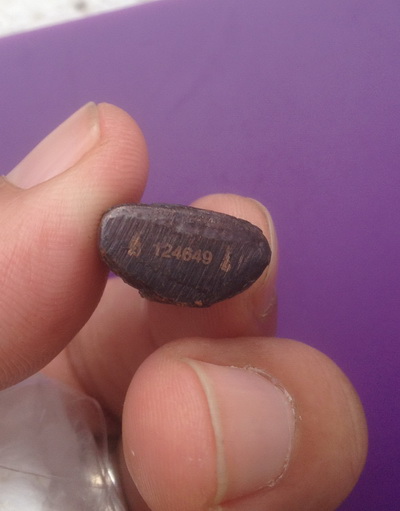 ((เคาะเดียวแดง)) รูปหล่อหลวงโสธร รุ่น ทองประทาน