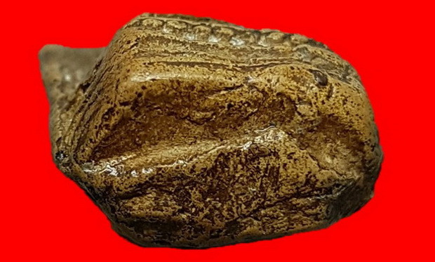 พระคงกรุเก่าดูง่ายเนียนสบายตา ฟอร์มตรงคลาสสิค สวยคามภาพไร้อุดซ่อมครับท่าน พระแท้คลอดชีพ