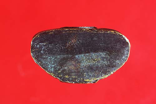 ลพ.โสธร ปี 08 หน้ากลาง(หน้าเทวดา)พร้อมบัตรจีพระ