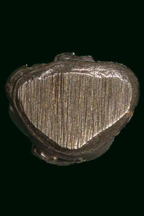 มา 10 องค์ พระสังกัจจายน์ เเยกจากชุด ของขวัญหมืนยันต์ เนื้อนวะโลหะ กฐิน ๕๑ ลังกาสุกะ พระอาจารย์เเดง 