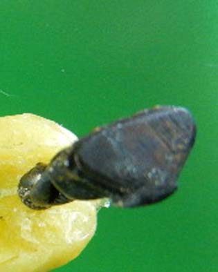 พระชัยวัฒน์เกษม รุ่น ญสส  หลวงพ่อเกษม เขมโก ปี 2533 กำลังมาแรงจากข่าว ฮ.ตก 