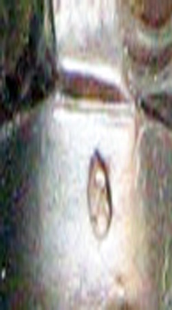 หลวงปู่ทิม วัดระหารไร่ จ.ระยอง