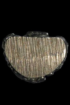 มา 10 องค์ พระฤาษี เเยกจากชุด ของขวัญหมืนยันต์ เนื้อนวะโลหะ กฐิน ๕๑ ลังกาสุกะ พระอาจารย์เเดง วัดไร่ 