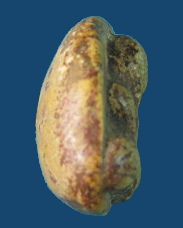 พระปิดตา หลวงพ่อขำ วัดแก้ว เนื้อผงสีขาว