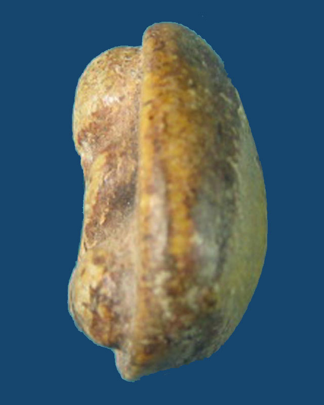 พระปิดตา หลวงพ่อขำ วัดแก้ว เนื้อผงสีขาว