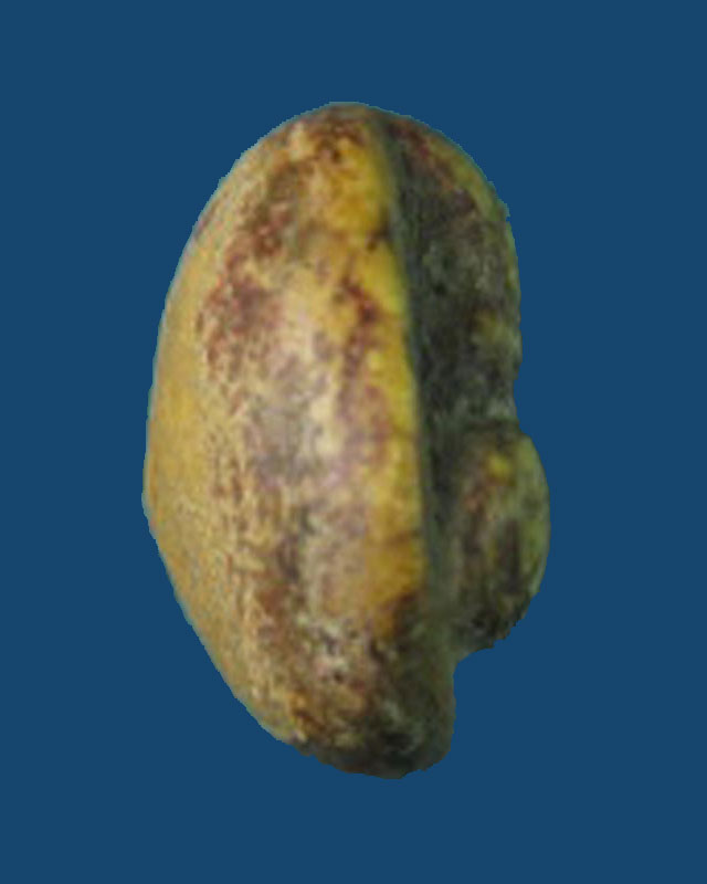 พระปิดตา หลวงพ่อขำ วัดแก้ว เนื้อผงสีขาว