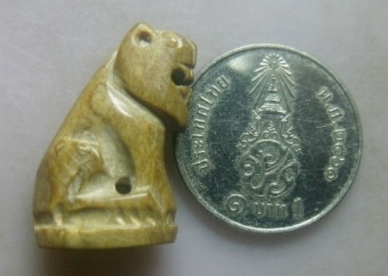 **วัดใจ**พญาเสือแกะกัลปังหาขาว (สุดยอดทนสิทธิ์แห่งท้องทะเล)**อำนาจมหาบารมี คงกระพันและมหาอุด หายาก
