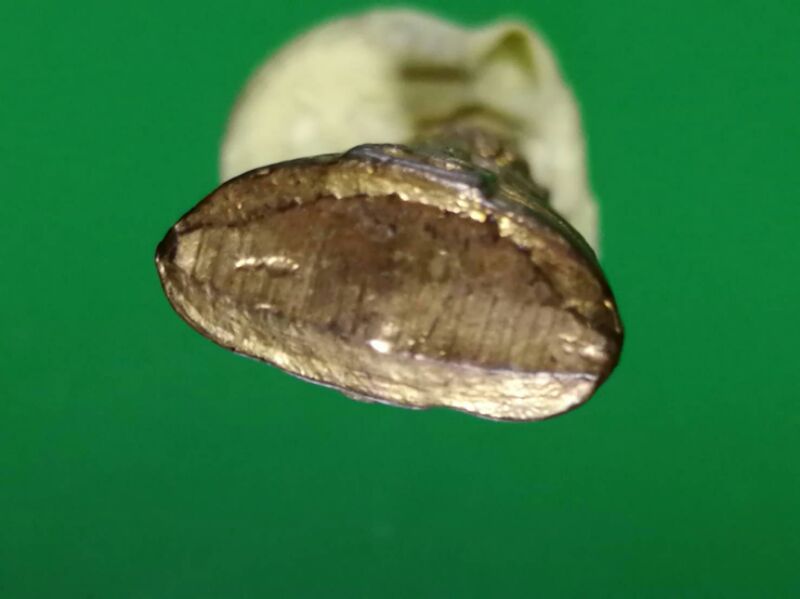 หลวงพ่อโสธร 2505