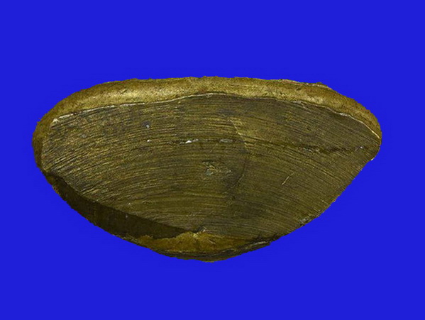 หล่อหลวงพ่อเงิน ปี15 วัดบึงนาราง "เนื้อทองเหลืองผิวสวยซอกน้ำทองงามๆเดิมๆกริ่งดัง พิธีร่วมวัดบางคลาน