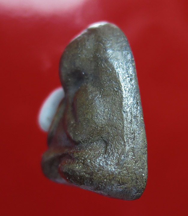 พระปิดตา หลวงพ่อปาน วัดเครือวัลย์ เนื้อผงคลุกรัก