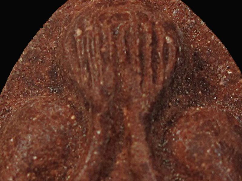 พระปิดตามหาเสน่ห์หลังยันต์พุทโธ หลวงปู่โต๊ะ วัดลาดปลาเค้า กท ม.ปี 2521 "เนื้อแดง ว่านสบู่เลือด"