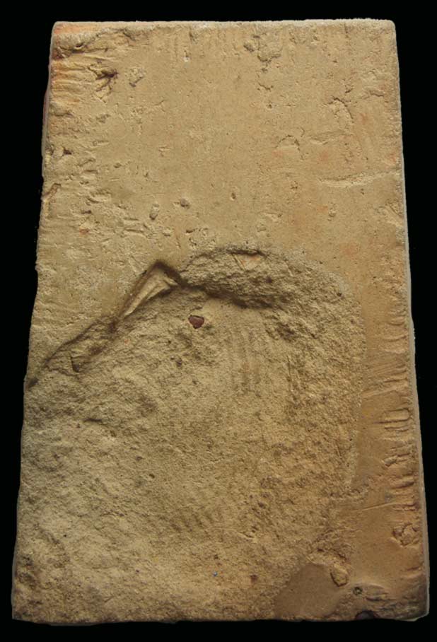 ชินราชกรุทับผึ้ง จ.สุโขทัย หลังเรียบพอสวย