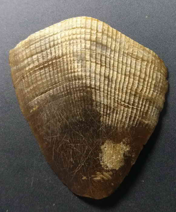 60 บาท  เป็นของทนสิทธิ์  เกล็ดนิ่ม  อันนี้เป็นของเก่ามีอายุหลายสิบปีครับ