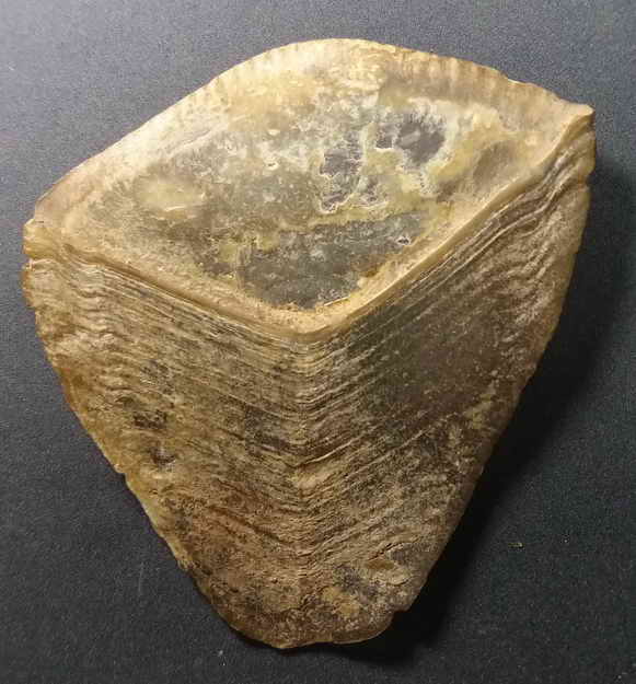 60 บาท  เป็นของทนสิทธิ์  เกล็ดนิ่ม  อันนี้เป็นของเก่ามีอายุหลายสิบปีครับ