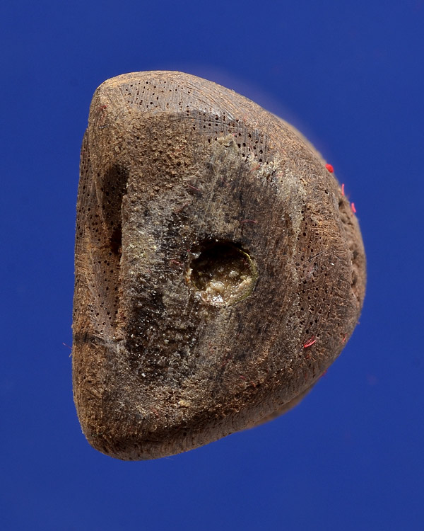 ปิดตาแก่นไม้พญาเถาว์วัลย์ หลวงพ่อบุญให้ วัดท่าม่วง