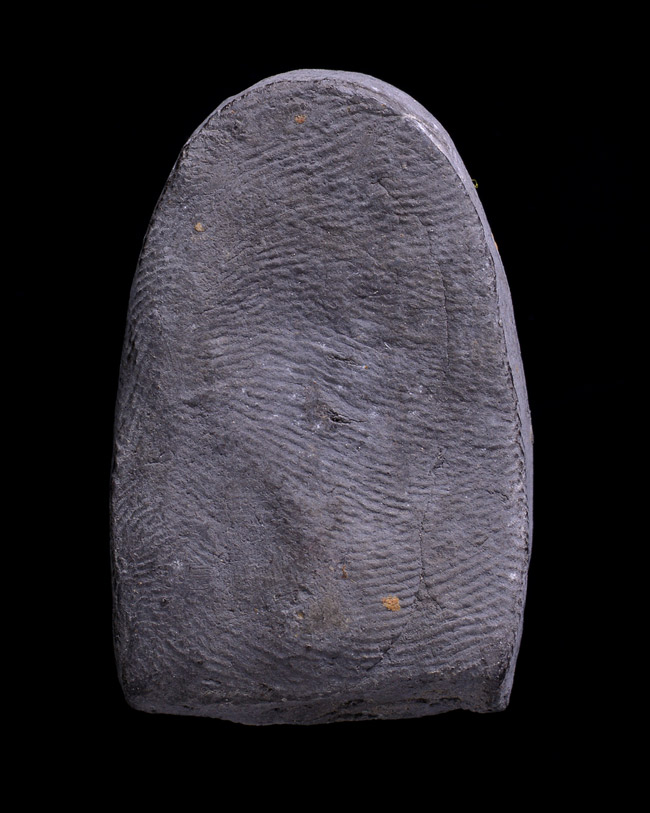 ทวดหมาด พระอาจารย์นอง วัดทรายขาว นาน ๆ จะเจอเนื้อจัด ๆ งาม แชมป์