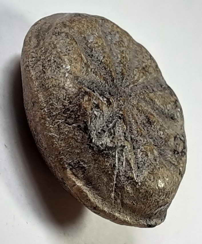 พระงบน้ำอ้อยสุโขทัย พิมพ์นางสวนแก้ว 8 องค์  หายาก  สร้างน้อย  นี่คือตัวจริงเสียงจริงครับ  รับประกันแ