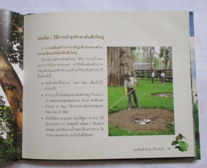 หนังสือ ดูแลต้นสักใหญ่  ให้แผ่นดิน ปกแข็ง