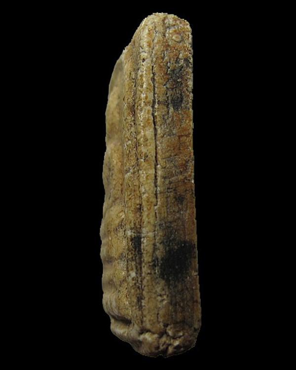 พระสมเด็จเกศไชโย รุ่นสร้างเขื่อน พิมพ์คะแนน 3 ชั้น ปี 2495 วัดไชโยวรวิหาร จ.อ่างทอง