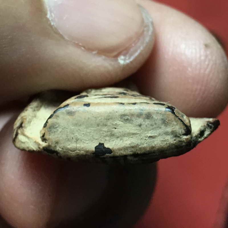 พระซุ้มกอพิพ์เล็กกรุสำนักงานการประถมศึกษาเขต1 กำแพงเพชร