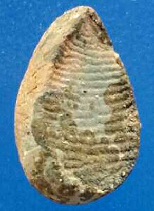 *ปิดตาจิ๋ว เนื้อดิน หลวงพ่อเงิน วัดบางคลาน พิจิตร*