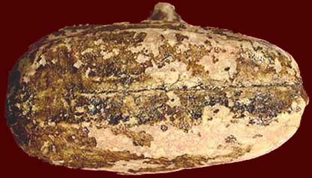 *พระปิดตา พิมพ์เข่ากว้างสะดือจุ่น ยุคแรก หลวงพ่อทองสุข วัดสะพานสูง นนทบุรี*