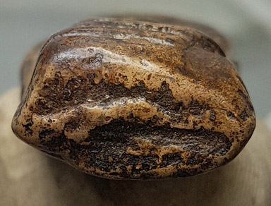 พระคงกรุเก่าองค์ใหญ่ โพธิ์เด้ง สภาพหักซ่อม เคลือบผิวพร้อมบัตรรับรองครับท่าน