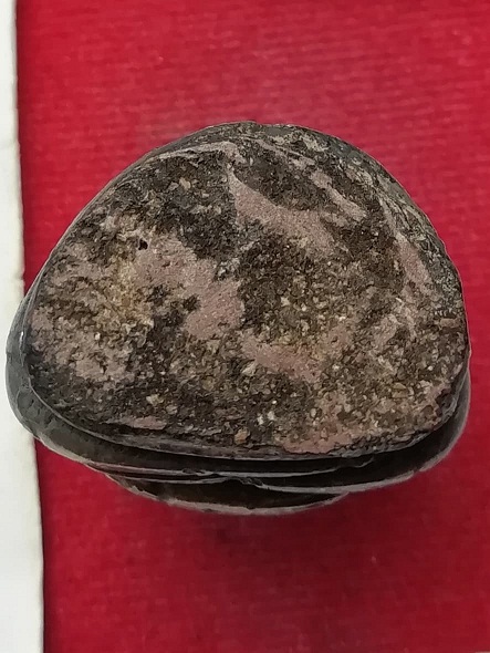 พระสังกัจจายน์เนื้อดิน หลวงพ่อกวย วัดโฆสิตาราม ไม่มีกริ่ง หุ้มเงิน