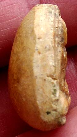 *พระผงน้ำมัน พิมพ์หลวงพ่อโต กรุวัดอัมพวา บางกอกน้อย กรุงเทพฯ*