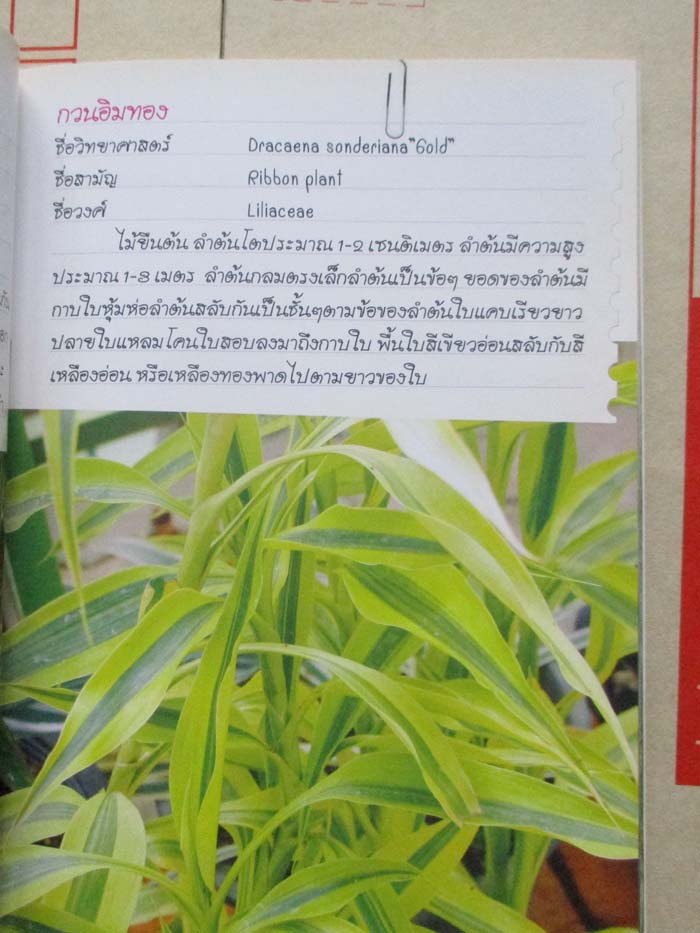  	 หนังสือร้อยพรรณพฤกษา พรรณไม้ด่าง1
