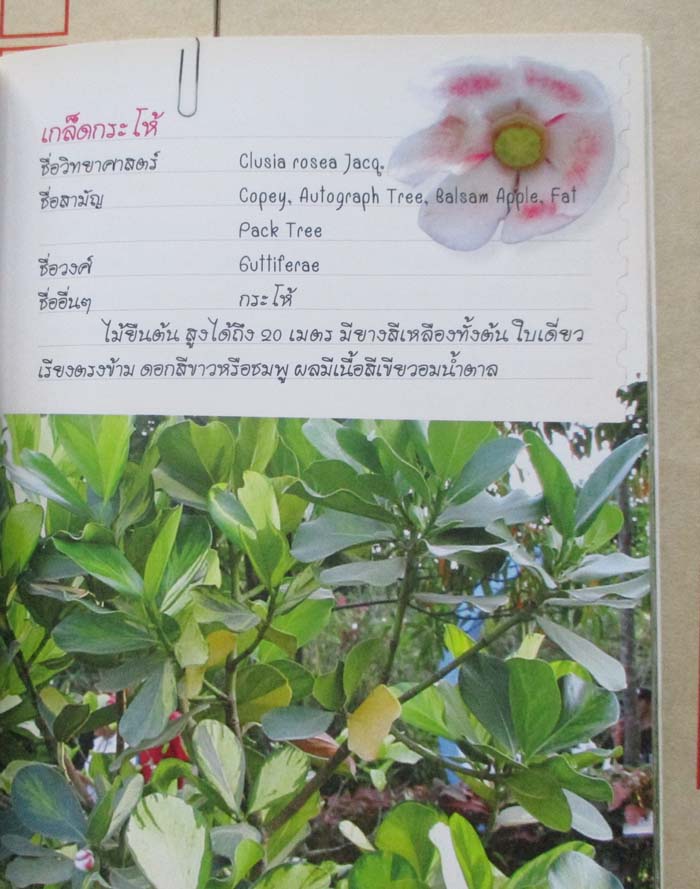  	 หนังสือร้อยพรรณพฤกษา พรรณไม้ด่าง1