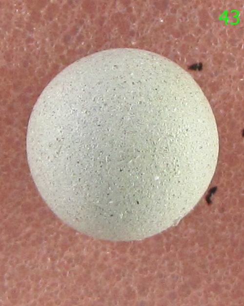 ลูกอมมหาเสน่ห์ หลวงพ่อสงวนวัดไผ่พันมือ