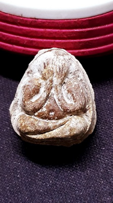 8.ปิดตามหาเสน่ห์ หลวงปู่โต๊ะ วัดลาดปลาเค้า ปี2521 เนื้อผงเกษร สีน้ำตาลอ่อนเข้ม สวยเดิมหนาครับ