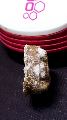 8.ปิดตามหาเสน่ห์ หลวงปู่โต๊ะ วัดลาดปลาเค้า ปี2521 เนื้อผงเกษร สีน้ำตาลอ่อนเข้ม สวยเดิมหนาครับ