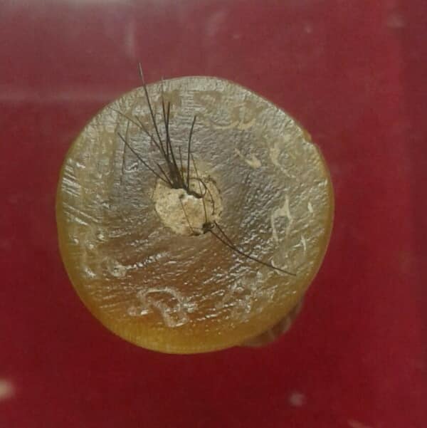 หนุมานแกะจากเขาควายเผือก ก้นอุดผงพรายกุมารผสมเส้นเกศา หลวงพ่อสิน วัดระหารใหญ่  เคาะเดียวครับ 