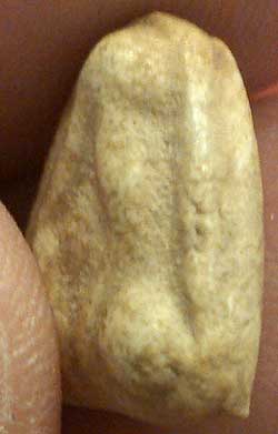 *พิมพ์ปิดตาจิ๋ว เนื้อผงอินโดจีน ปี๒๔๘๕  ลพ.สุพจน์ วัดสุทัศน์ฯ*