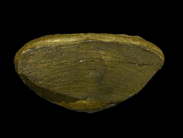 หล่อหลวงพ่อเงิน ปี15 วัดบึงนาราง "เนื้อทองเหลืองผิวสวยซอกน้ำทองงามๆเดิมๆกริ่งดัง พิธีร่วมวัดบางคลาน