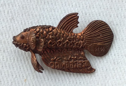 ปลากัด หลวงพ่อน่วม วัดโพธิ์ศรีเจริญ