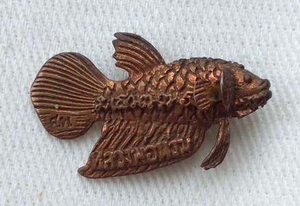 ปลากัด หลวงพ่อน่วม วัดโพธิ์ศรีเจริญ