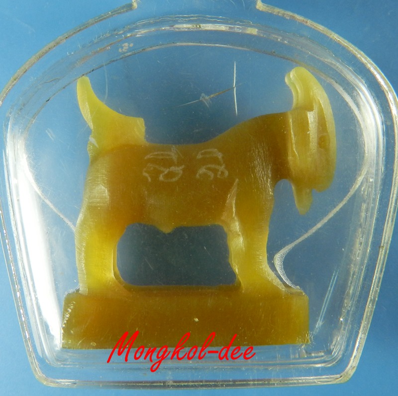 แพะมหาเสน่ห์ ตัวผู้ ขนาดใหญ่ แกะจากเขาควาย สีน้ำผึ้ง หลวงพ่อสิน วัดละหารใหญ่ จ.ระยอง AAA