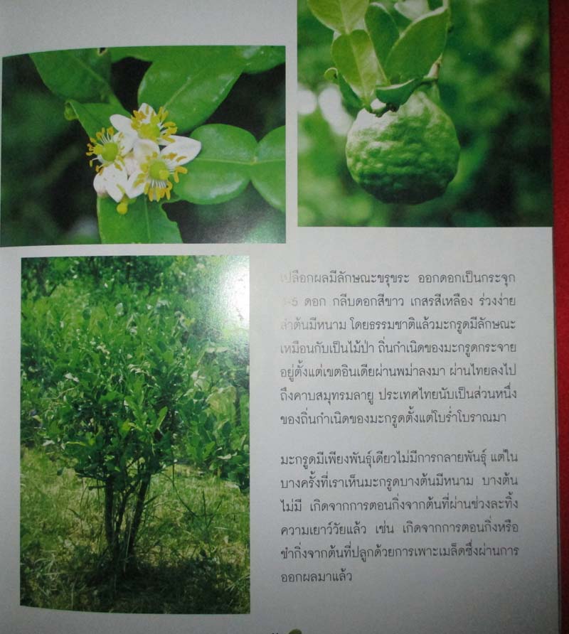  	 หนังสือ ปลูกมะกรูดตัดใบขาย