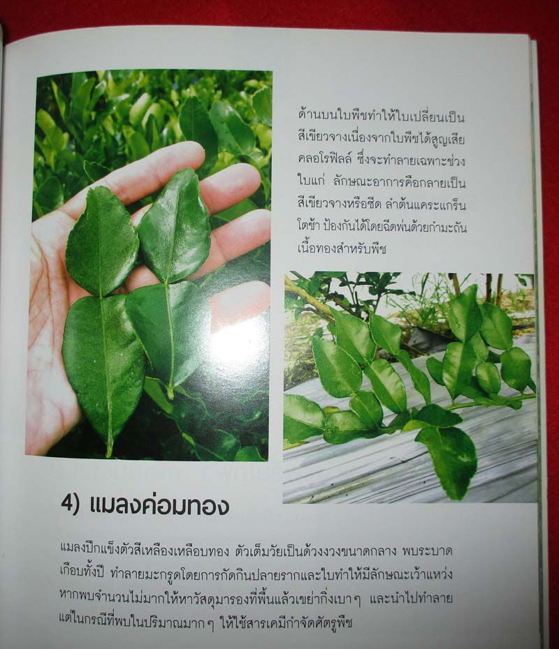  	 หนังสือ ปลูกมะกรูดตัดใบขาย